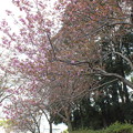 写真: 桜_公園 F4903