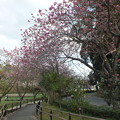 写真: 桜_公園 F4905