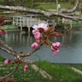 写真: 桜_公園 F4910