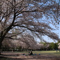写真: 桜_公園 D8078