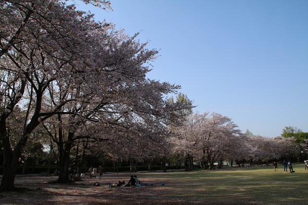 写真: 桜_公園 D8079