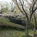 写真: 桜_公園 F4914