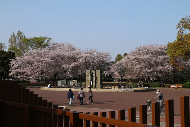 写真: 桜_公園 D8071