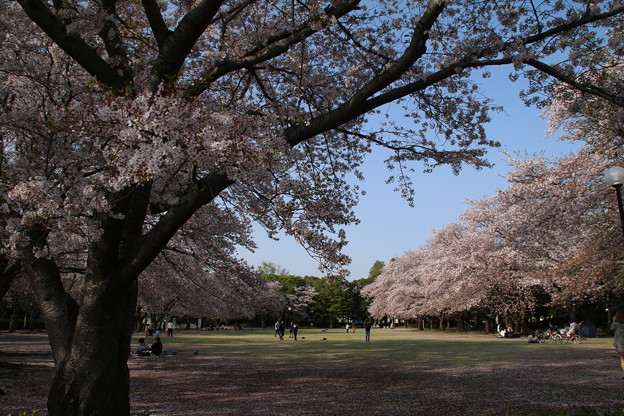 写真: 桜_公園 D8077