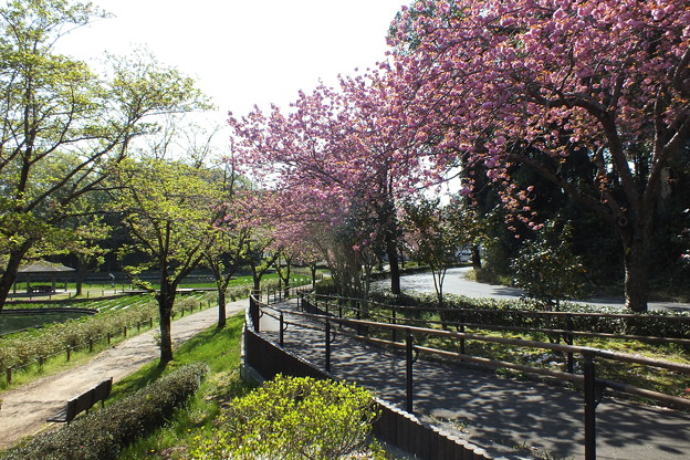 写真: 桜_公園 F4926