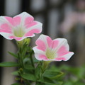 写真: 花壇の花 D8744