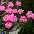 写真: 花壇の花 D8750