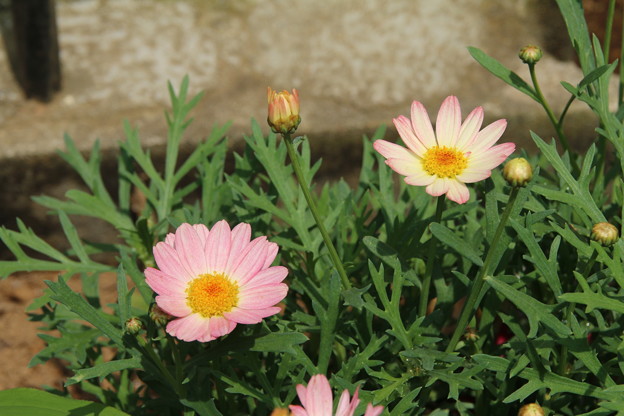 写真: 花壇の花 D8759