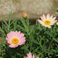 写真: 花壇の花 D8759