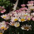写真: 花壇の花 D8774