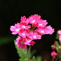 写真: 花壇の花 D8936