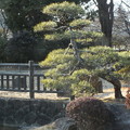 写真: 日本庭園_公園 F5338