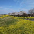Photos: 桜と菜の花_野田 D0557