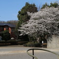 Photos: 桜_公園 D0287