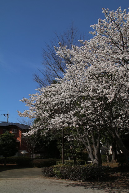 Photos: 桜_公園 D0289