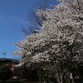 Photos: 桜_公園 D0289