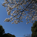 Photos: 桜_公園 D0291