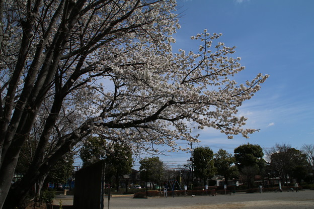Photos: 桜_公園 D0293