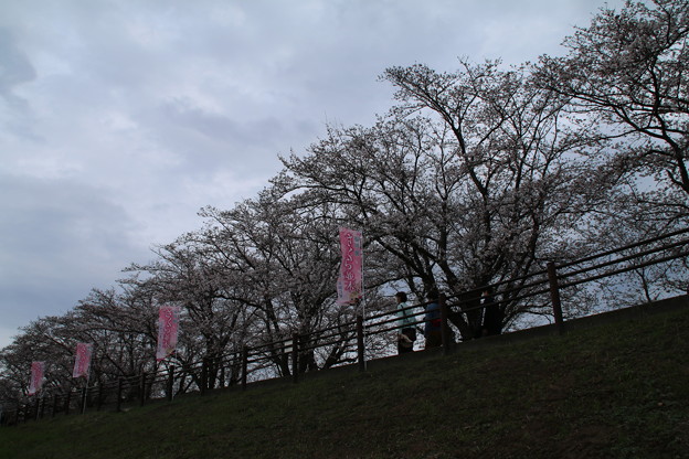 Photos: 桜_福岡堰 D0365