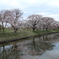 写真: 桜_福岡堰 D0384