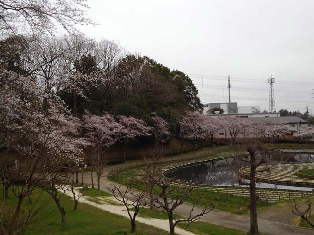 写真: 桜_公園 K1233