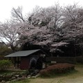 写真: 桜_公園 K1237