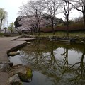 写真: 桜_公園 K1238