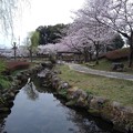 写真: 桜_公園 K1240