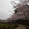 写真: 桜_公園 K1242