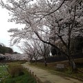 写真: 桜_公園 K1246