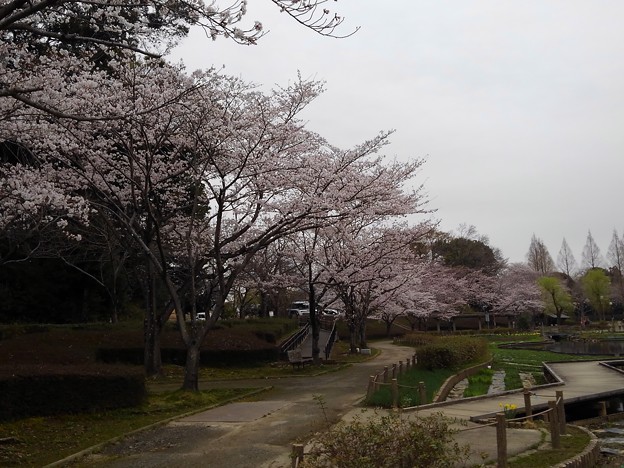 写真: 桜_公園 K1247