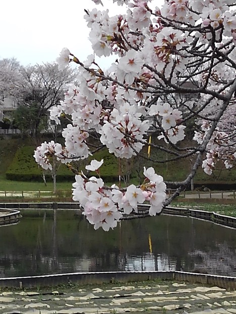 写真: 桜_公園 K1248