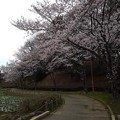 写真: 桜_公園 K1249