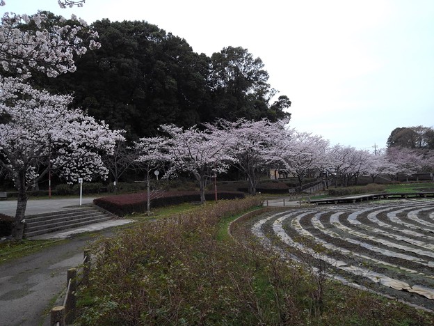 写真: 桜_公園 K1250