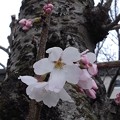 写真: 桜_公園 K1251