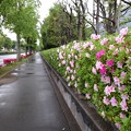 Photos: ツツジ_散歩道 K1469