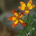 写真: 花壇の花 D1835