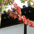Photos: 東福寺_京都 D2232