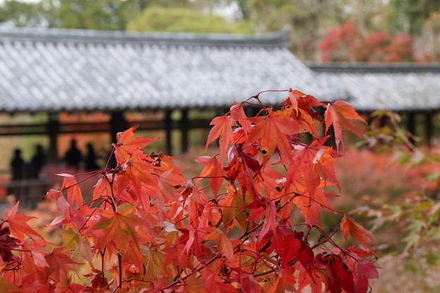 Photos: 東福寺_京都 D2247