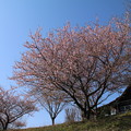 Photos: 桜_守谷 D2698