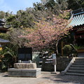 Photos: 桜_洲崎神社 D2646