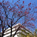 桜_散歩 K720