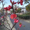Photos: 木瓜_散歩 K763