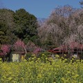 Photos: 枝垂れ桜と_古河 D2774_c