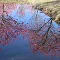写真: 池の花桃_古河 D2796