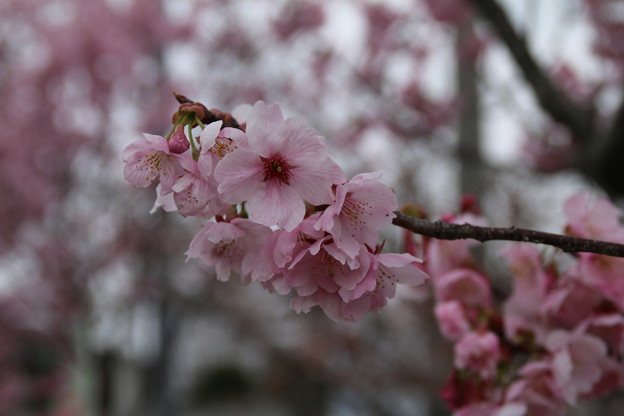 写真: 桜_常総 D2802