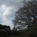 桜_公園 D2866