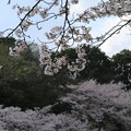 桜_公園 D2868