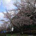 桜_公園 D2876