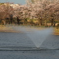 噴水と桜_乙戸沼 D2952
